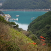 質素な紅葉