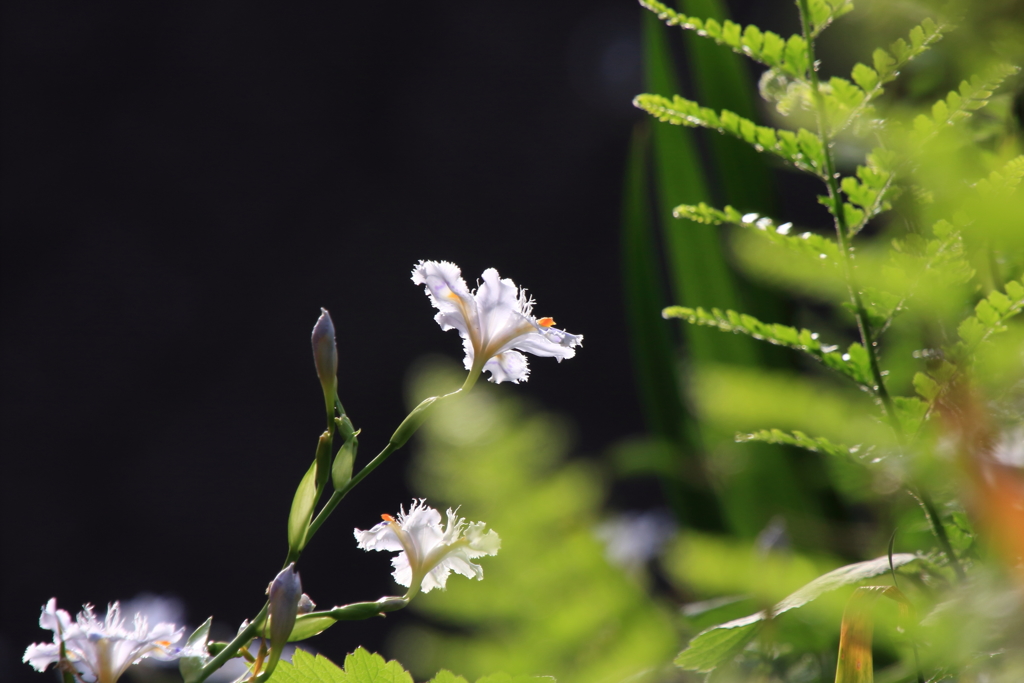 咲き始めたよ　ⅲ