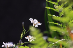 咲き始めたよ　ⅲ