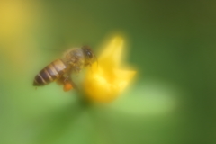 蜜蜂ハッチⅣ