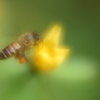 蜜蜂ハッチⅣ