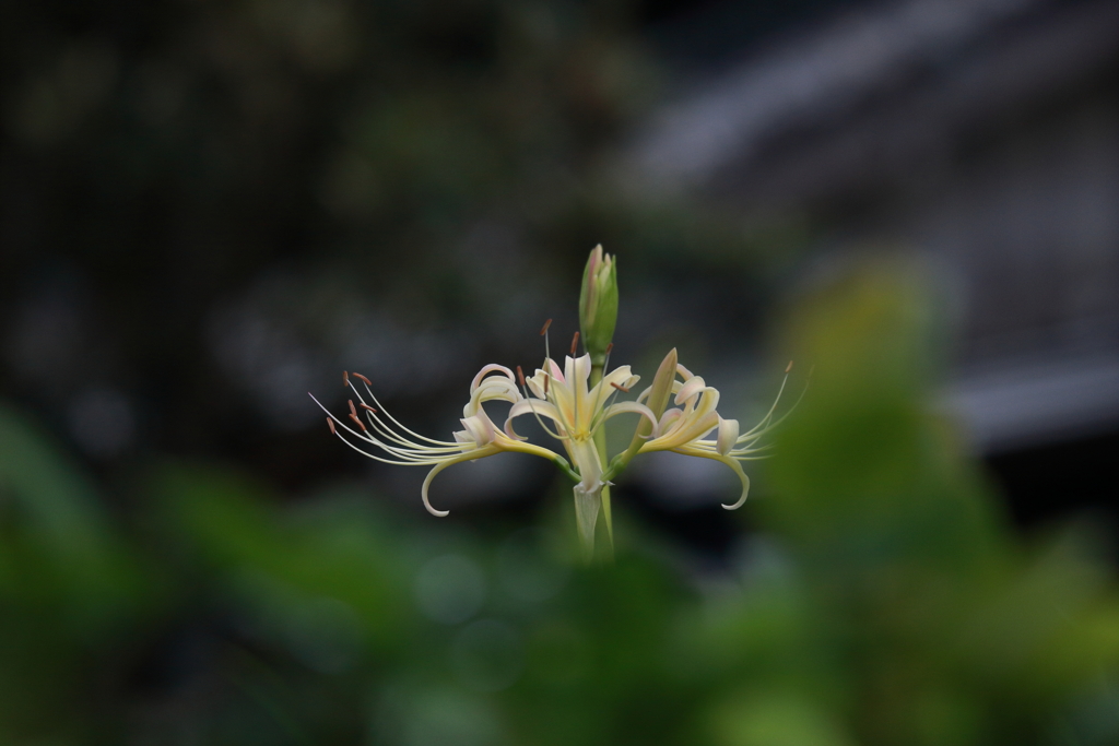 近所のモデルさん　ⅱ