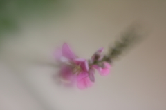 萩の花Ⅲ