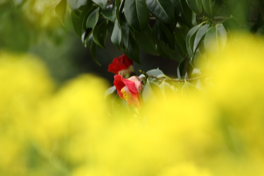 菜の花フィルターⅢ
