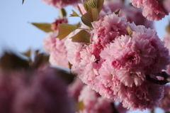 八重桜