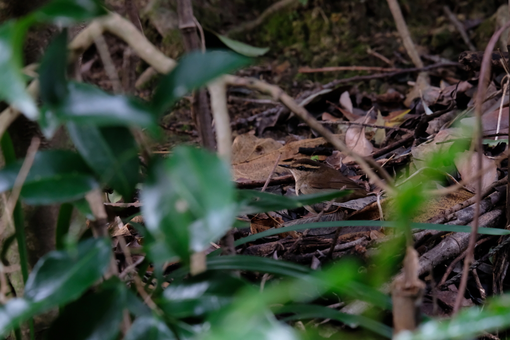 ムシクイの仲間