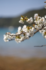 海辺の桜