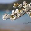 海辺の桜