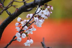 桜咲く