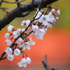 桜咲く