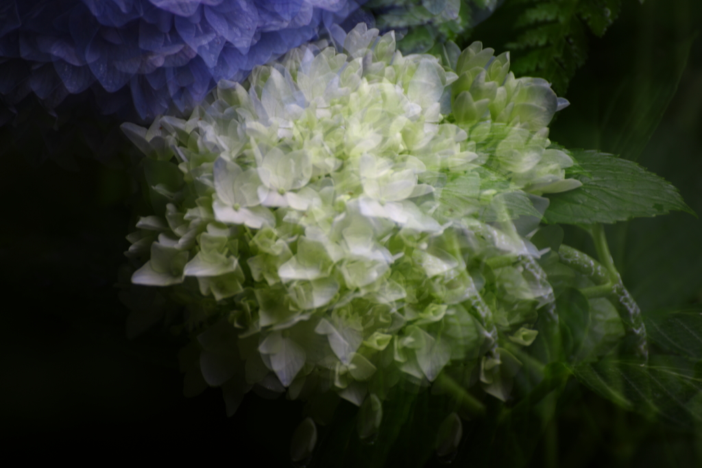 紫陽花Ⅱ