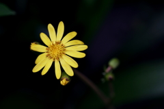 庭に咲く花