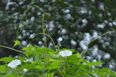 ロシアのレンズで花たちを　ⅰ