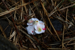 咲く花あればⅤ