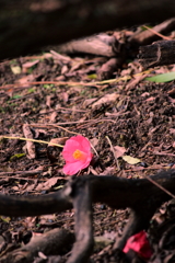 咲く花あれば散る花もⅢ