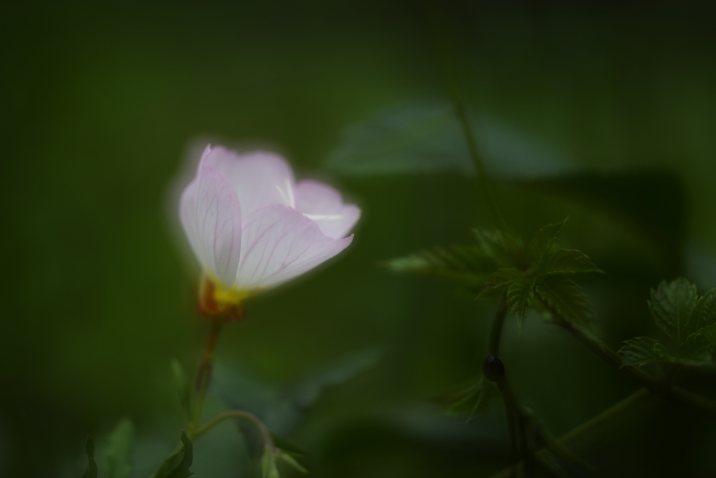 昼咲月見草Ⅳ