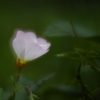 昼咲月見草Ⅳ