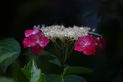 紫陽花Ⅱ