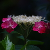 紫陽花Ⅱ