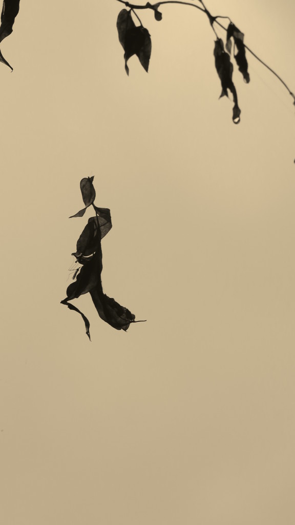 雨の日の戯れⅡ