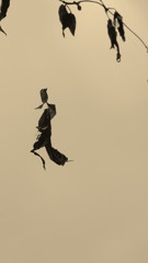 雨の日の戯れⅡ