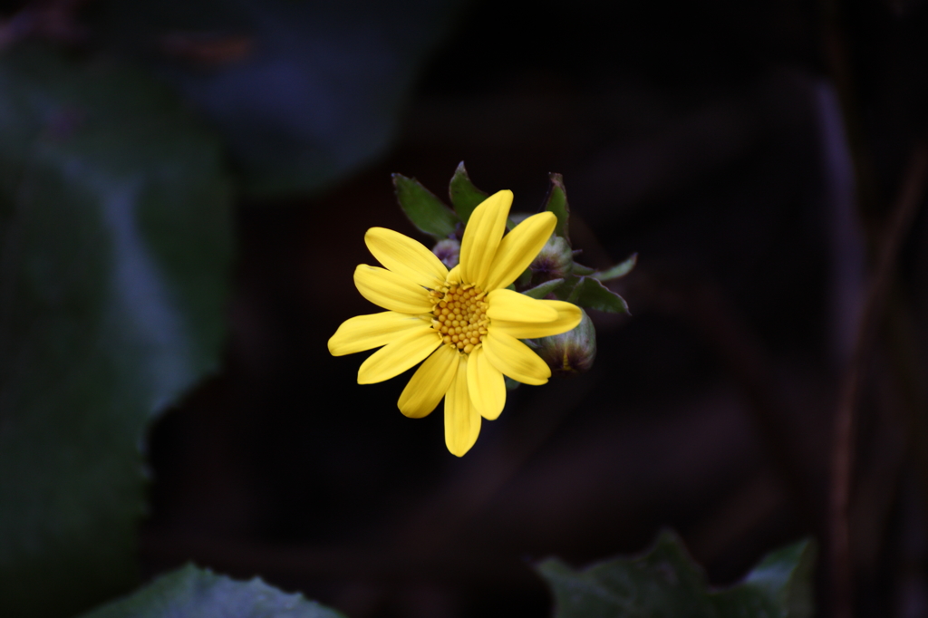 つわぶきの花