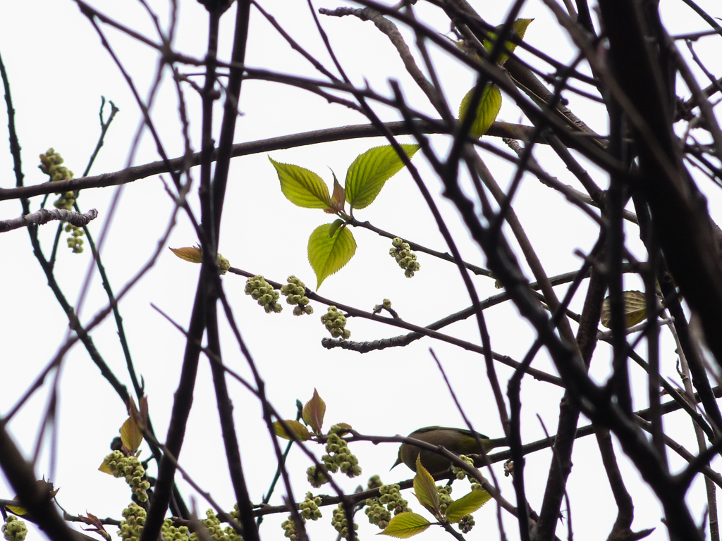 風雨の去りし朝