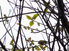 風雨の去りし朝