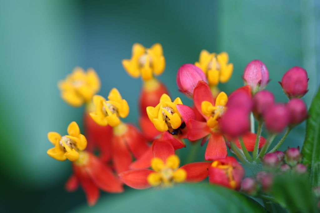 身近な花たちⅢ