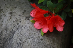 つつじ