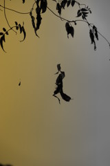 雨の日の戯れⅣ