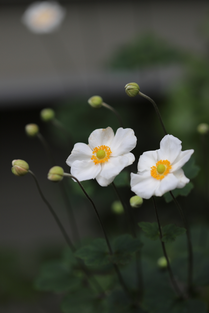 二つ目三つ目咲きました　弐