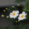 二つ目三つ目咲きました　弐
