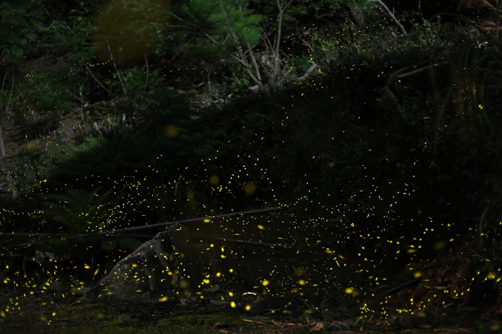 ヒメホタルⅡ