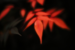 ソフトなレンズで紅葉をⅱ