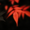 ソフトなレンズで紅葉をⅱ
