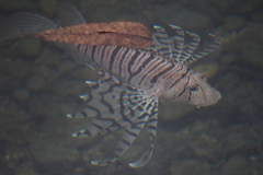 水族館ではありませんⅡ