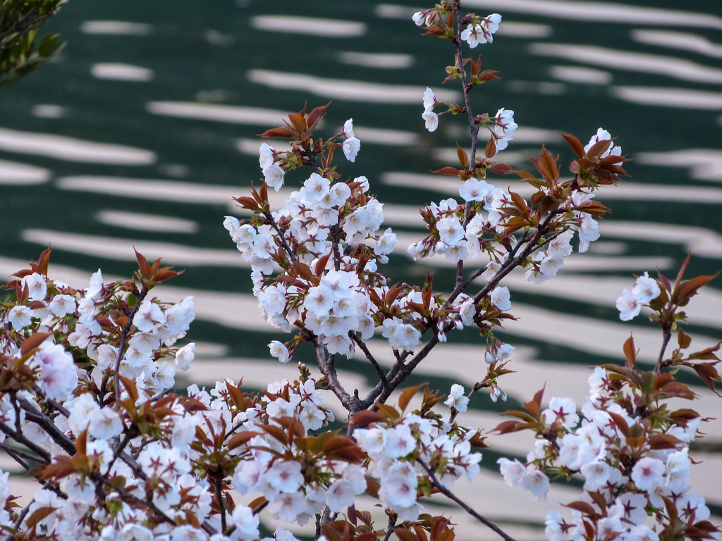 海の際にも咲きましたⅠ