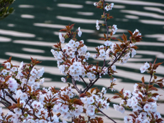 海の際にも咲きましたⅠ