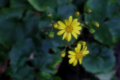 ツワブキの花もⅡ