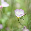 琉球月見草Ⅲ