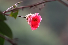 咲く花あれば散る花もⅡ