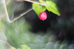 不思議の国の・・・　壱