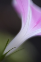 朝顔Ⅱ
