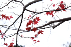 島の紅葉Ⅲ