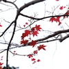 島の紅葉Ⅲ