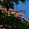 ネムの花　ⅲ