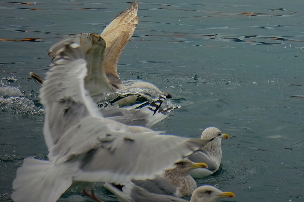 海鳥との戯れ　ⅲ