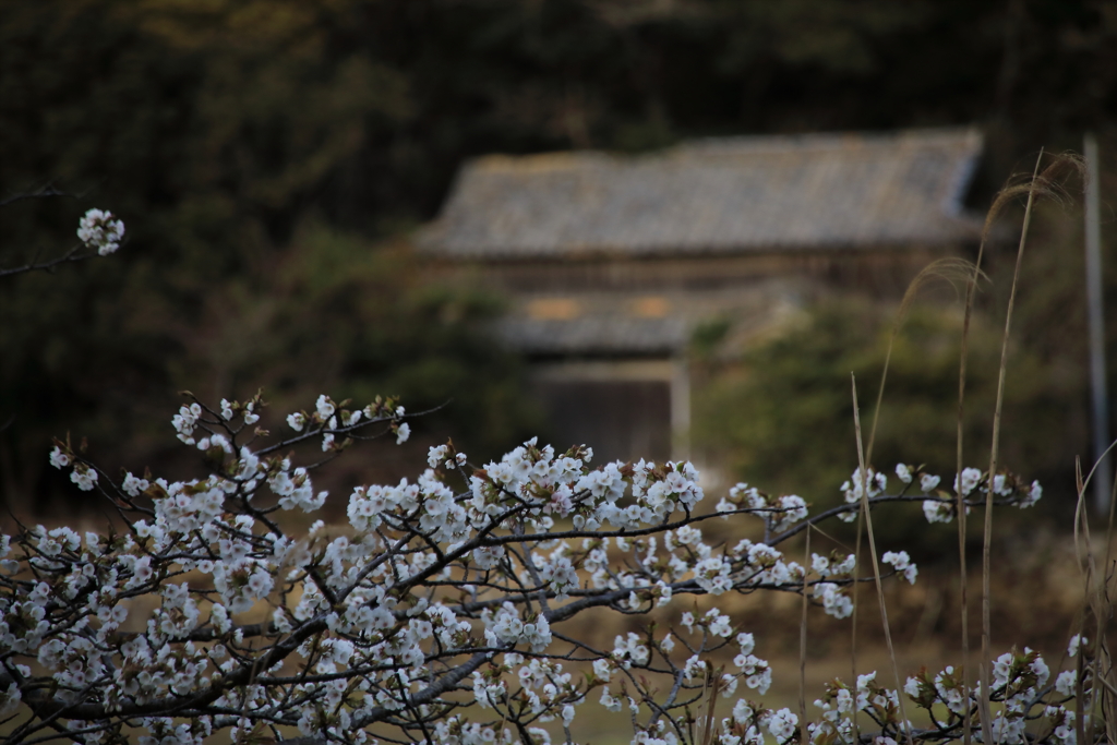 磯辺の桜　弐