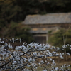 磯辺の桜　弐